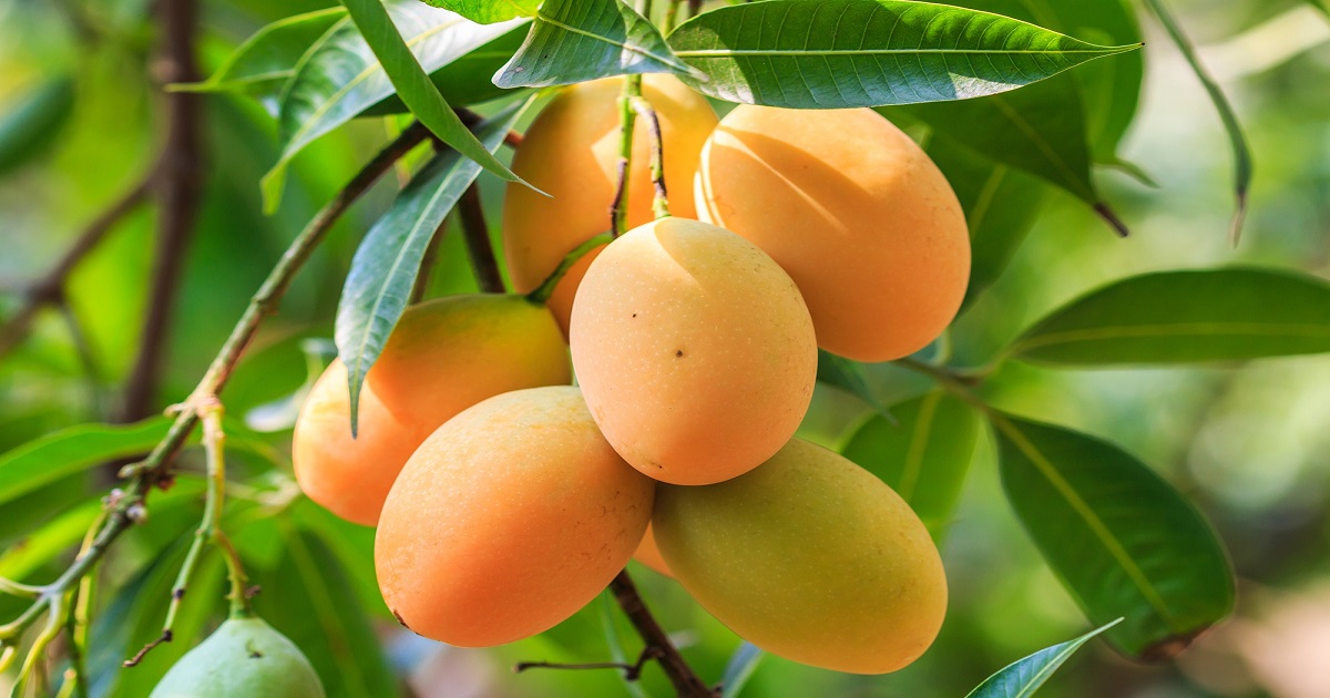 An image of Fresh Mangoes