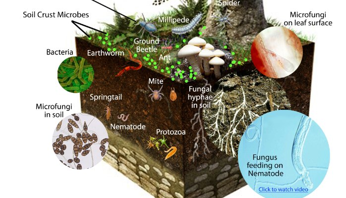 increase the microbial population in the soil