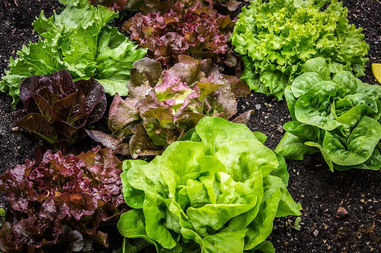 lettuce microgreens nutrition